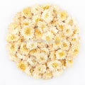 Crisantemo secada té herbario natural de la flor de la materia prima de la montaña amarilla